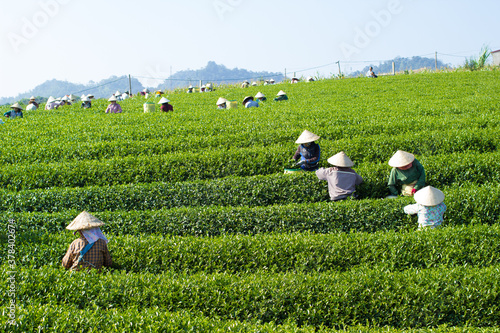 Mocchau highland, Vietnam: Farmers colectting tea leaves in a field of green tea hill on Oct 25, 2015. Tea is a traditional drink in Asia