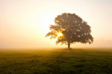 Beautiful scenery of a tree in a field with the sunset in the background