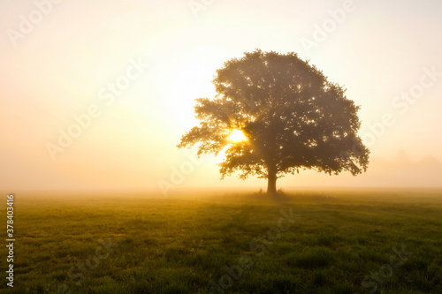 Beautiful scenery of a tree in a field with the sunset in the background © Eugen Hoppe/Wirestock