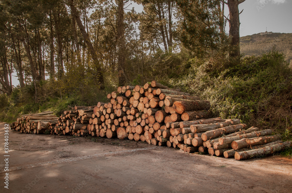 Cargamento de troncos pino cortados para la producción industrial de madera listos para su transporte hacia la fábrica maderera. 