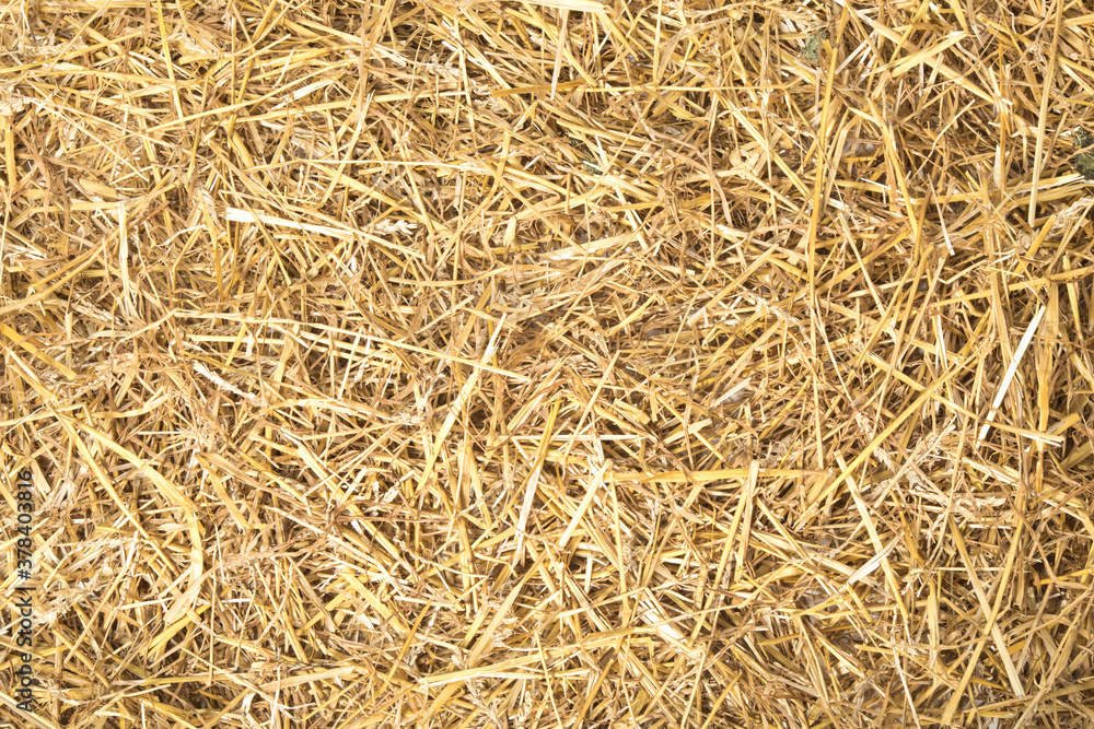 Background texture of a bed of farm hay and straw Background texture of a bed of farm hay and straw