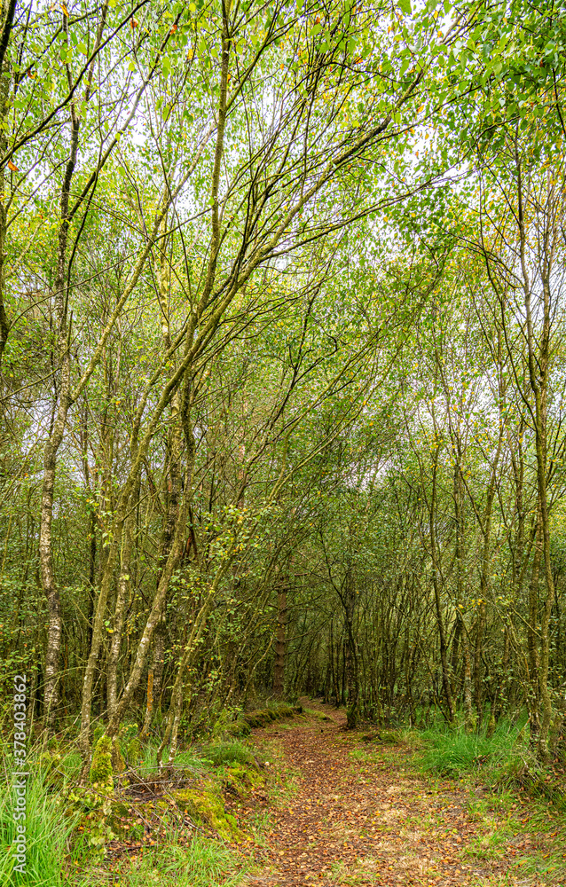 Obraz premium Muddy Footpath, Kirkconnell Flow Nature Reserve, Dumfries & Galloway, Scotland