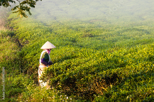 Mocchau highland, Vietnam: Farmers colectting tea leaves in a field of green tea hill on Oct 25, 2015. Tea is a traditional drink in Asia photo