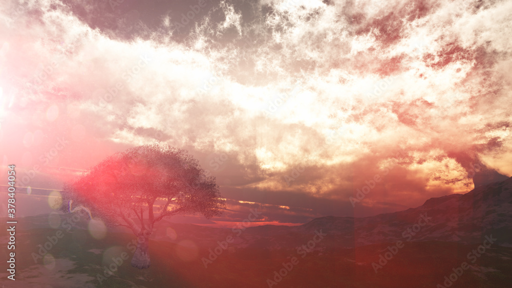 Fototapeta premium sunset at meadow and lonely tree