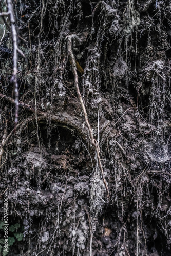 Dirt and brushwood hidden in complex root system in old forest