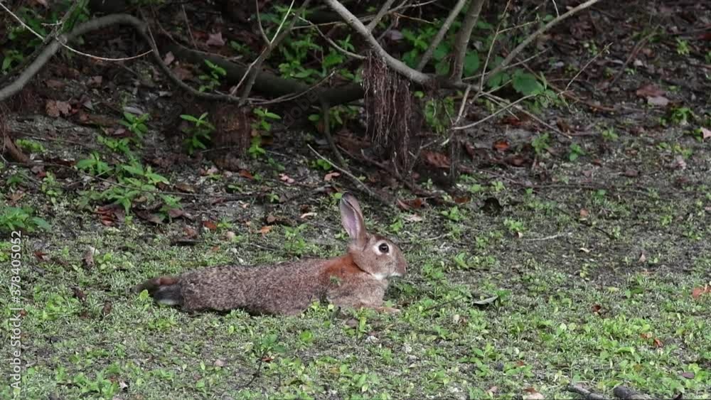 European rabbit (Oryctolagus cuniculus) laying flat on its belly and panting on a hot day in undergrowth of forest European rabbit (Oryctolagus cuniculus) laying flat on its belly and panting on a hot day in undergrowth of forest