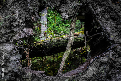 natural frame made from fallen tree and dirt and soil in forest
