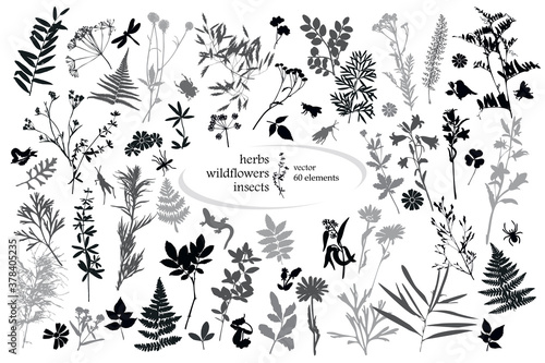 Set of silhouettes of botanical elements and insects. Herbarium. Grass, wildflowers. Vector illustration on white background