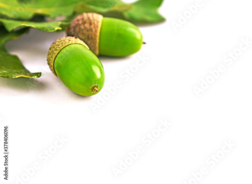Green acorns and oak leaves on the white background. Space for text, copy space. Acorn shell.