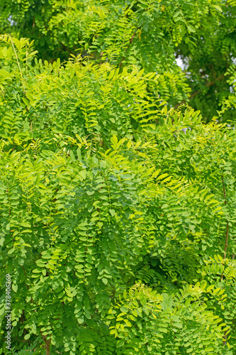 Blätter der Robinie, Robinia pseudoacacia