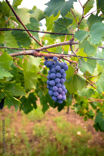 Wallpaper Mural cannonau grapes ripe for the harvest
 Torontodigital.ca