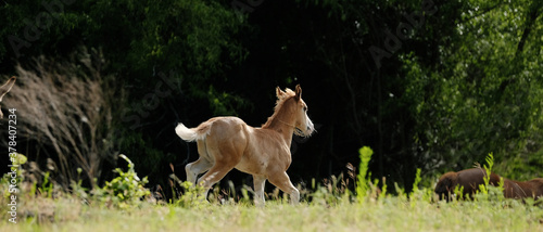 Foal horse running through summer field.