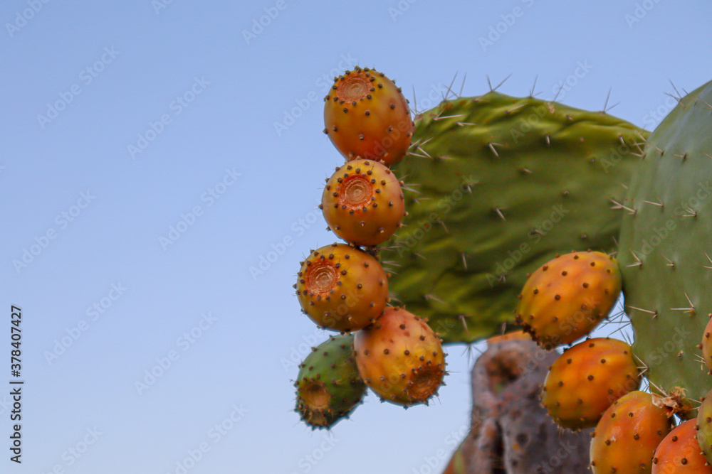 Prickly pears on the plant on the sky. Cactus leaves prickly pear with fruits close up with thorns. high quality italian food photos Prickly pears on the plant on the sky. Cactus leaves prickly pear with fruits close up with thorns. high quality italian food photos