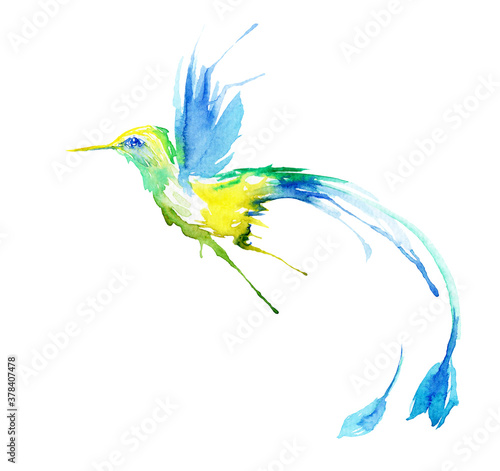 watercolor drawing of a bird - a hummingbird