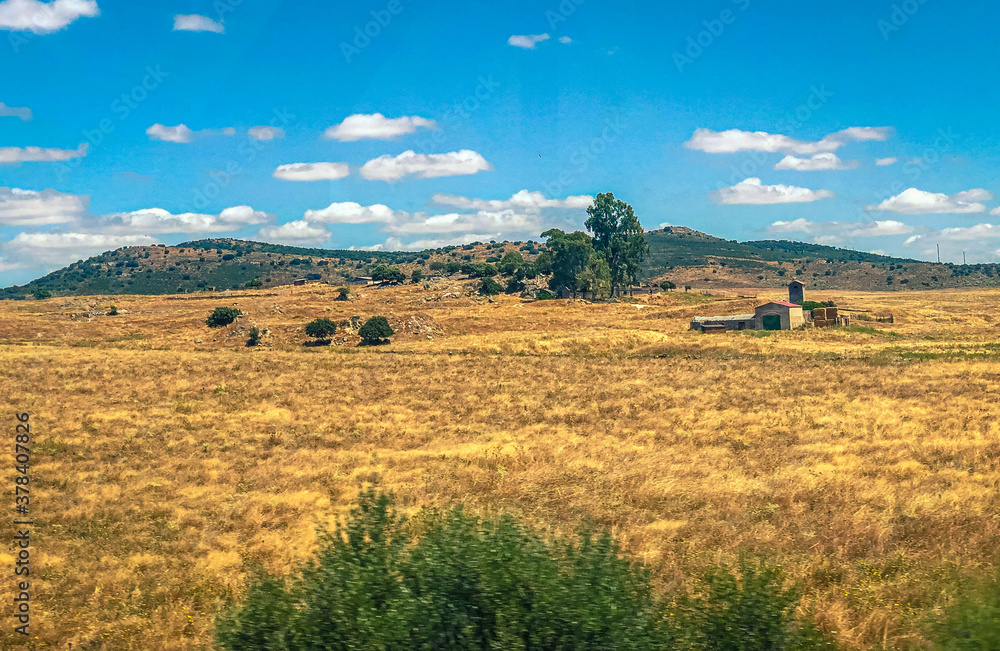 the field of wheat