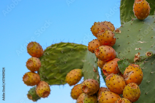 Prickly pears on the plant on the sky. Cactus leaves prickly pear with fruits close up with thorns. high quality italian food photos