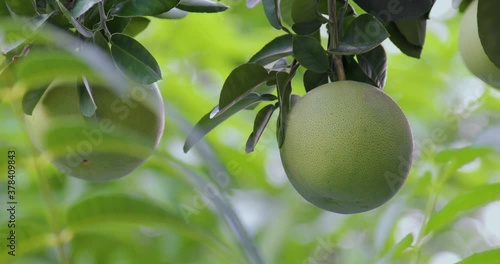 On the grapefruit tree, the grapefruit is fruity and full