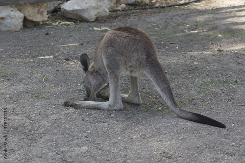 Kangaroo in the zoo. © Slava