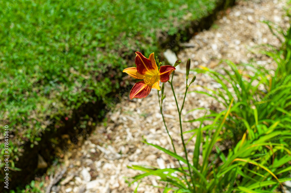 A Daylily, Red Flower with Yellow in a Park on a Sunny Day A Daylily, Red Flower with Yellow in a Park on a Sunny Day