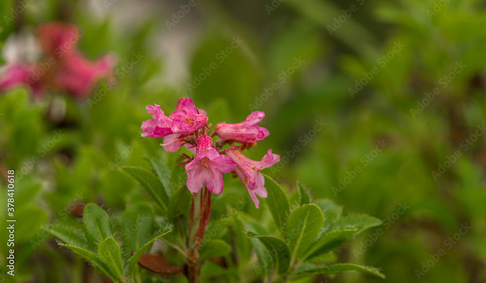 Red pink Alps flower with green fat leafs Red pink Alps flower with green fat leafs