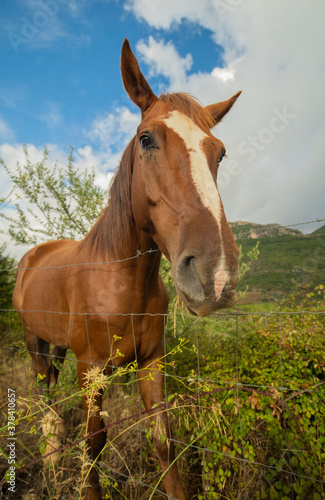 beautiful chestnut horse in the pasture