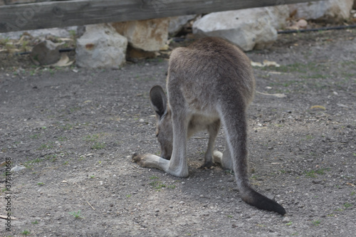Kangaroo in the zoo. © Slava