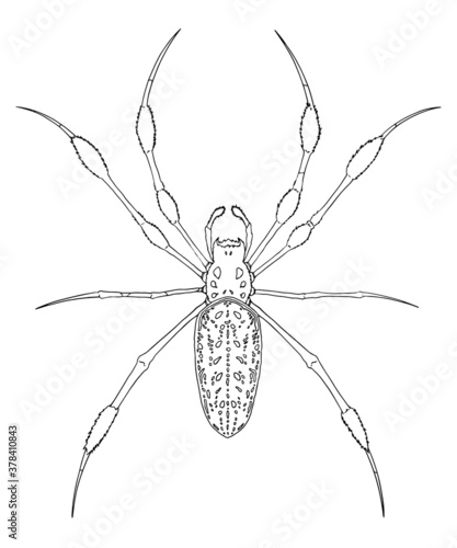 Golden Silk Orb Weaver Spider outline. Hand drawn vector illustration. For education, reference, web design, graphic design
