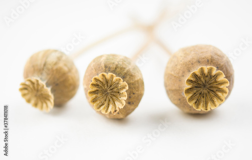 Dry poppy heads. Three dry poppy heads on a white background.