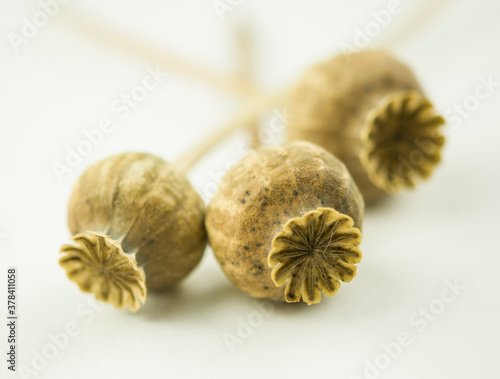 Dry poppy heads. Three dry poppy heads on a white background.