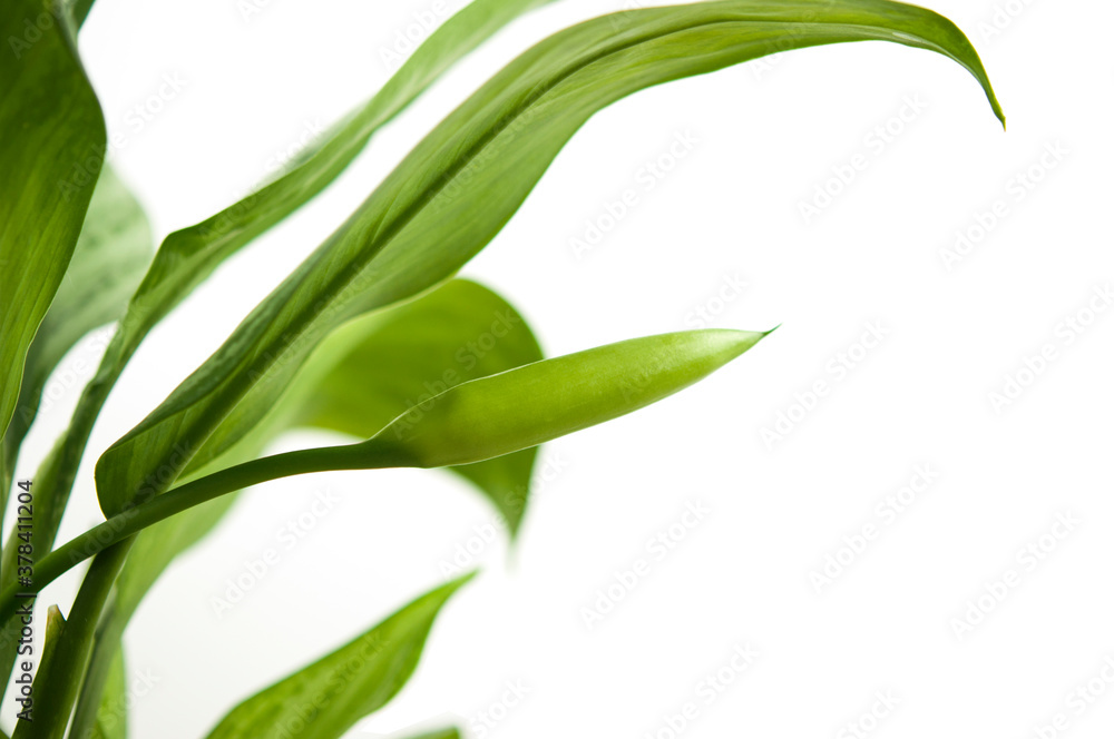 Naklejka premium green leaf isolated on white
