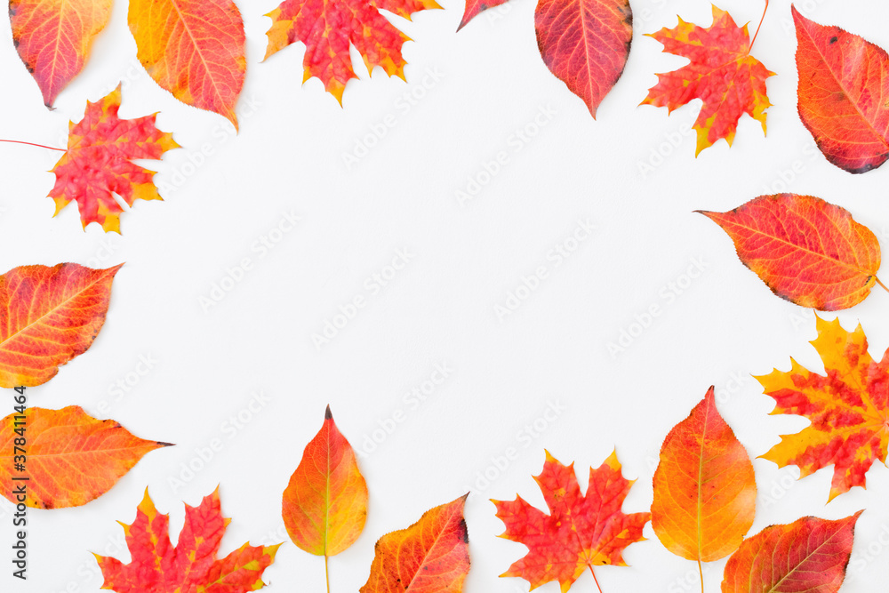 Flat lay frame with colorful autumn leaves on a white background Flat lay frame with colorful autumn leaves on a white background