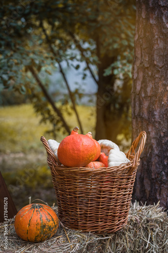Colorful squashes and pumpkins in the basket on the ground with the hay stacks, selective focus