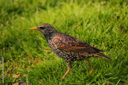 A starling in a meadow