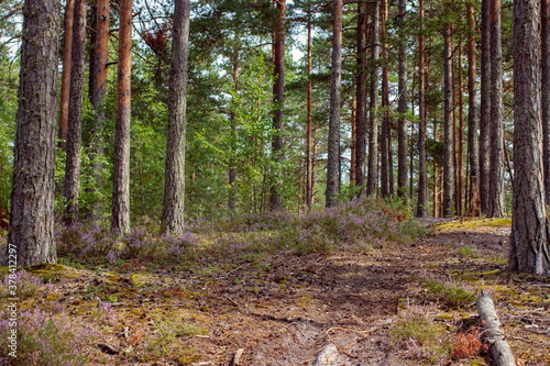 Forest landscape with fragments of pine trees and Heather
