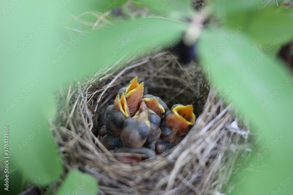 nest, bird, nature nest, bird, nature