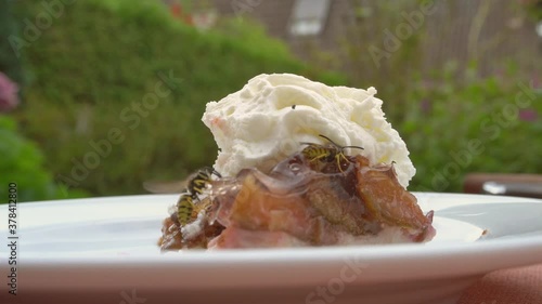 Wasp Nibbling On A Cake - Garden Outside