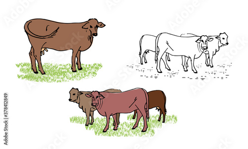 Herd of cows, cow, set of vector illustrations of farm animals, isolated on a white background.