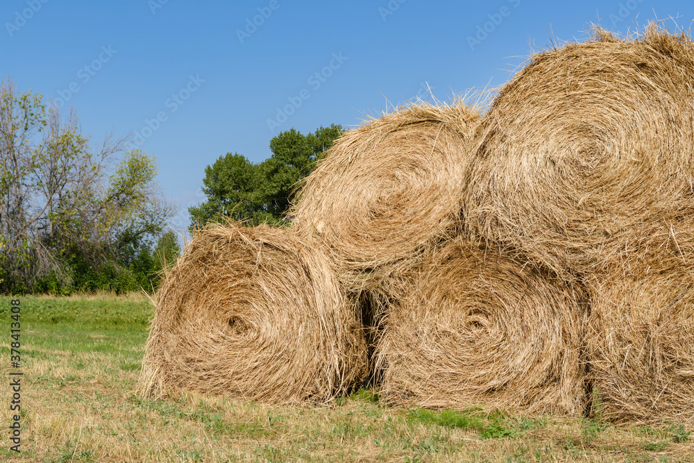 Side view of five haystacks which are stacked one on another and located on the field after harvesting. Sunny day, clean blue cloudless sky and some trees on the background. Side view of five haystacks which are stacked one on another and located on the field after harvesting. Sunny day, clean blue cloudless sky and some trees on the background.