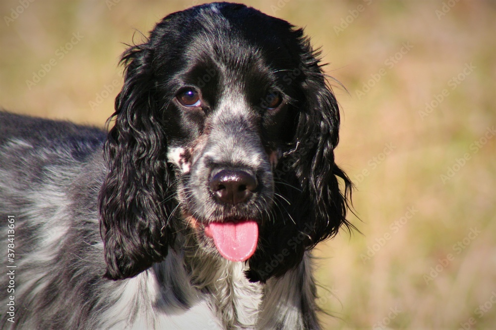 cocker anglais cocker anglais