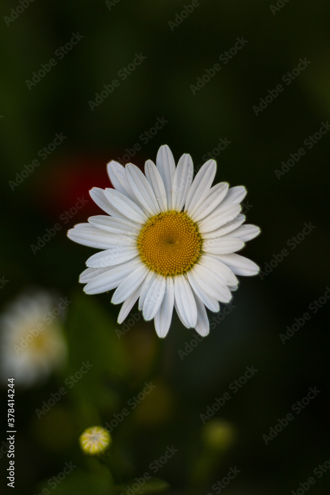 Obraz premium daisy flower close up
