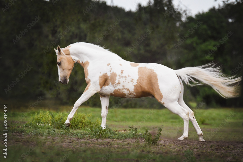 American Quarter horse showing off in the green field 