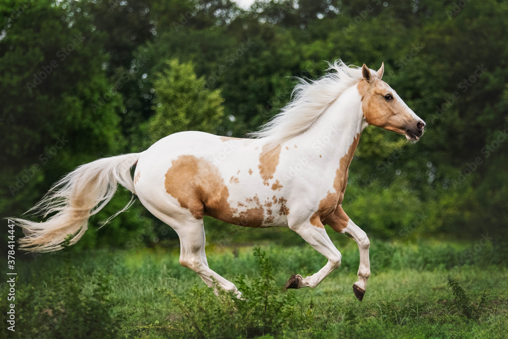 American Quarter horse cantering through his field with flowing manes and tail American Quarter horse cantering through his field with flowing manes and tail