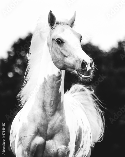 Black and white close up of a Quarter horse with flowing manes and tail