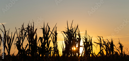 Dry corn field at the beautiful yellow dawn. Corn plantation  damaged during drought.