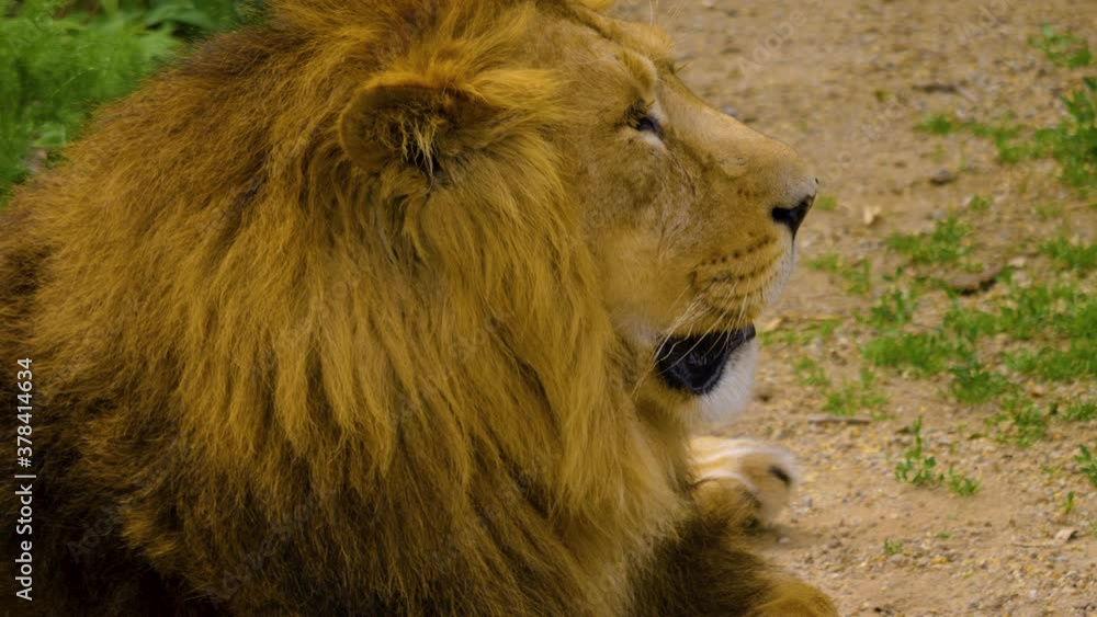Close up of a Lion laying down and relaxing in summer. Close up of a Lion laying down and relaxing in summer.