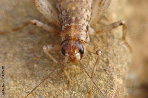 Cricket (Gryllomorpha longicauda merobricensis)