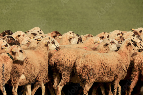 Flock of sheep photo