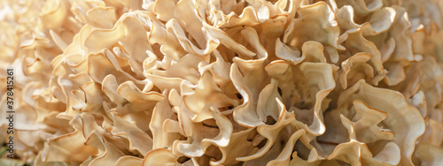 Detail Makro Nahaufnahme von krause Glucke / fette Henne ( Sparassis crispa ) - Pilz Textur Banner Hintergrund Panorama