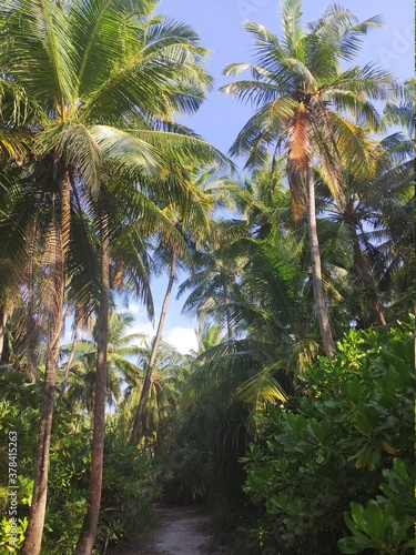 Road into jungle