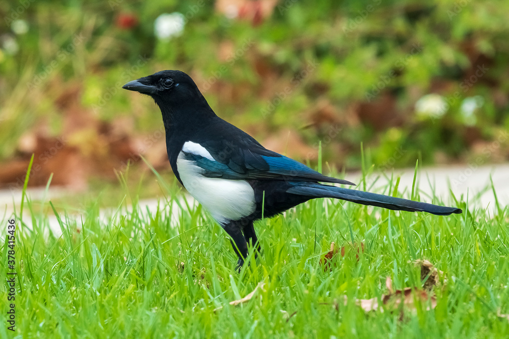 Eurasian Magpie Pica Pica Costa Ballena Cadiz Eurasian Magpie Pica Pica Costa Ballena Cadiz